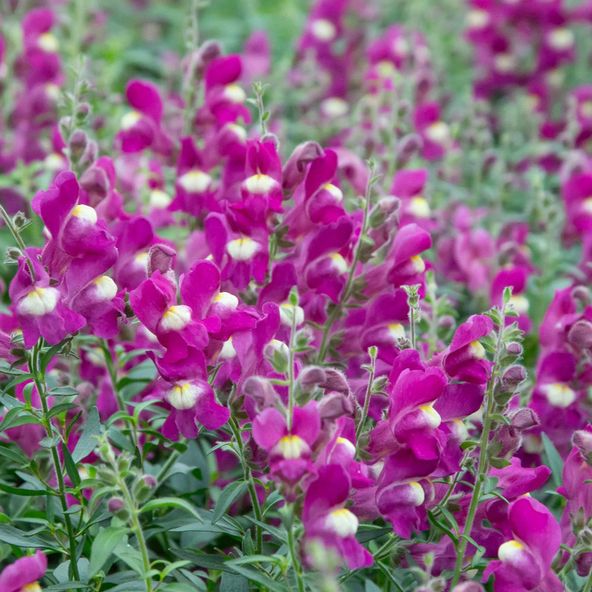 Antirrhinum majus Shiryu Kiss