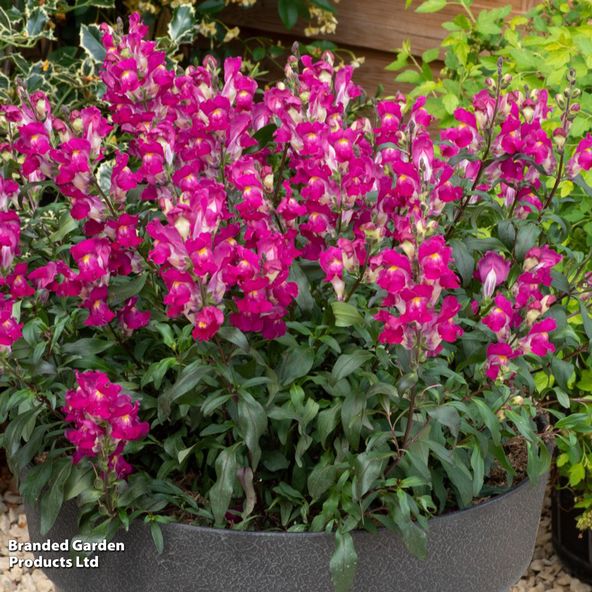 Antirrhinum majus Snap in Black Hot Pink
