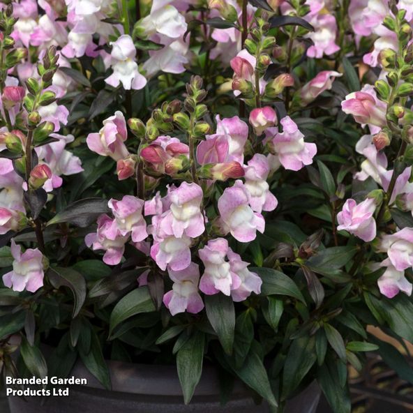 Antirrhinum majus Snap in Black Pink