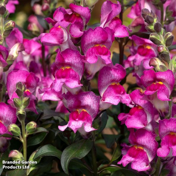 Antirrhinum majus Snap in Black Raspberry