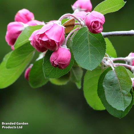 Crab Apple Brandywine