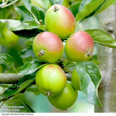 Apple Fiesta