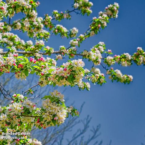 Crab Apple John Downie (Mature Tree)