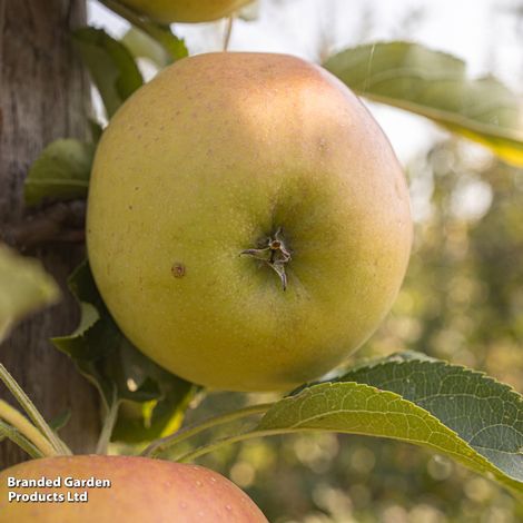 Apple Wonder Tree Glory of Kapelle