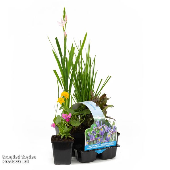 Flowering Pond Plant Collection