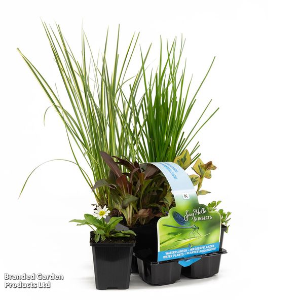 Insect Friendly Pond Plant Collection