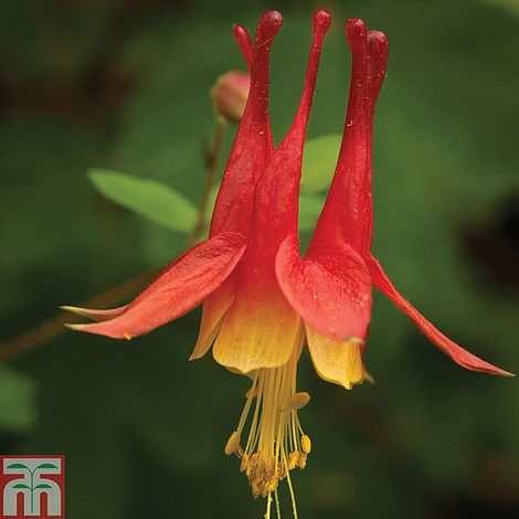 Aquilegia skinneri 'Tequila Sunrise' seeds | Thompson & Morgan