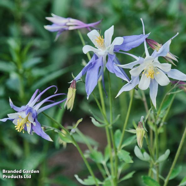 Aquilegia x hybrida 'Earlybird Blue White'