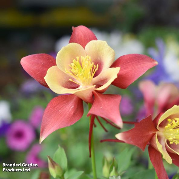 Aquilegia x hybrida 'Earlybird Red Yellow'