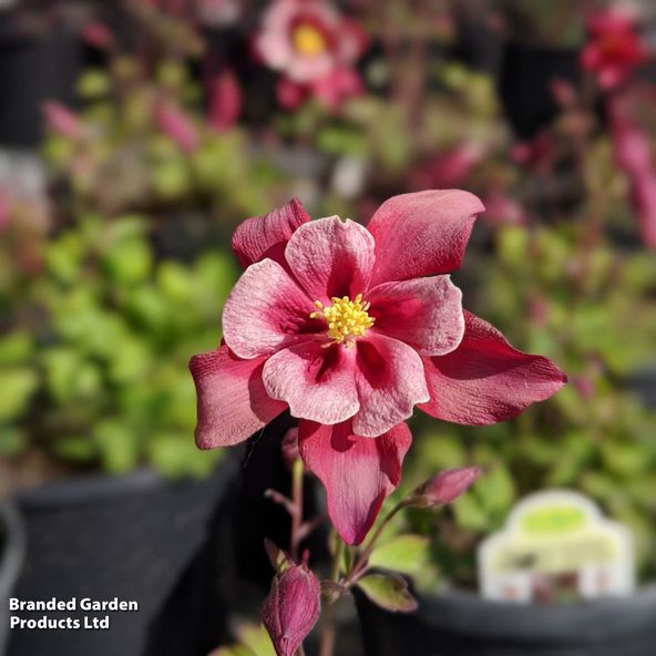 Aquilegia x hybrida 'Earlybird Red White'