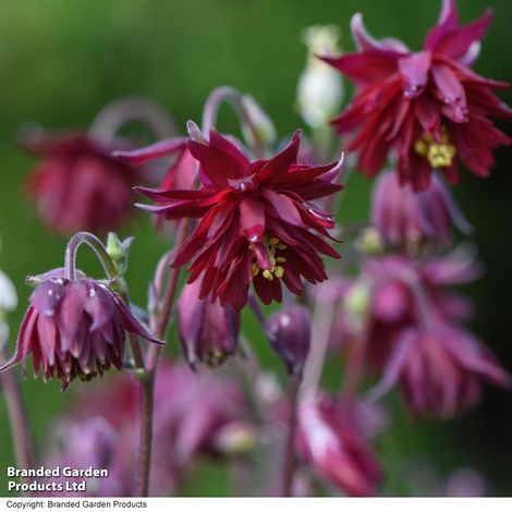 Aquilegia vulgaris stellata 'Ruby Port'