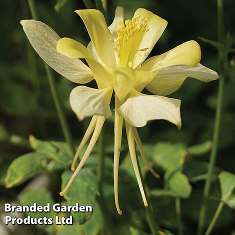 Aquilegia Yellow - Seeds
