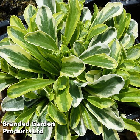 Arabis ferdinandi-coburgi Old Gold