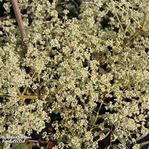 Aralia elata