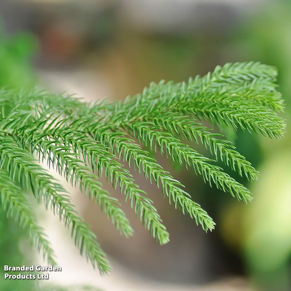 Araucaria heterophylla