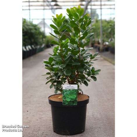 Arbutus unedo 'Peace & Love'