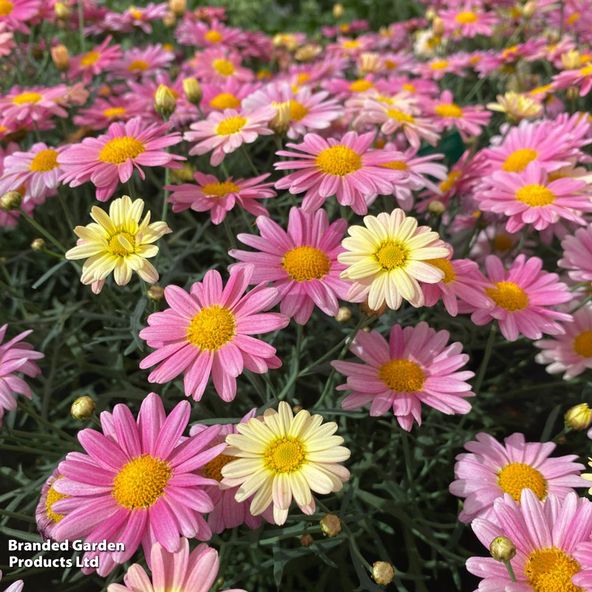 Argyranthemum frutescens Aramis Lemon and Pink