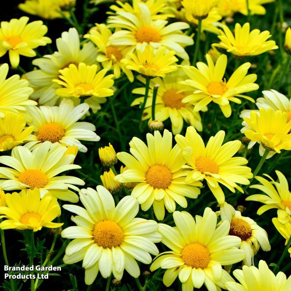 Argyranthemum aramis Lemon Improved