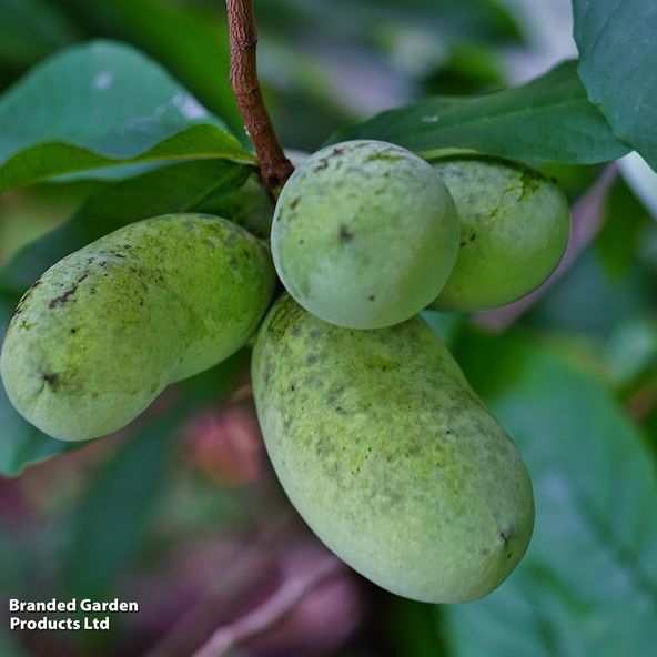 Asimina triloba Sunflower