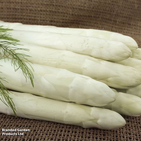 Asparagus 'Rakete' F1