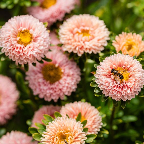 China Aster Montezuma Apricot - Seeds