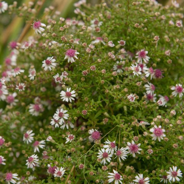 Aster lateriflorus horizontalis