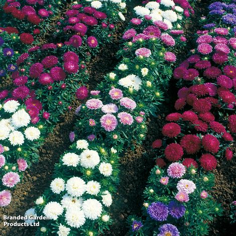 Aster 'Starlight Mix' - Seeds
