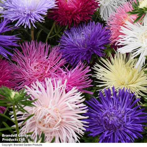Aster Starlight Mixed