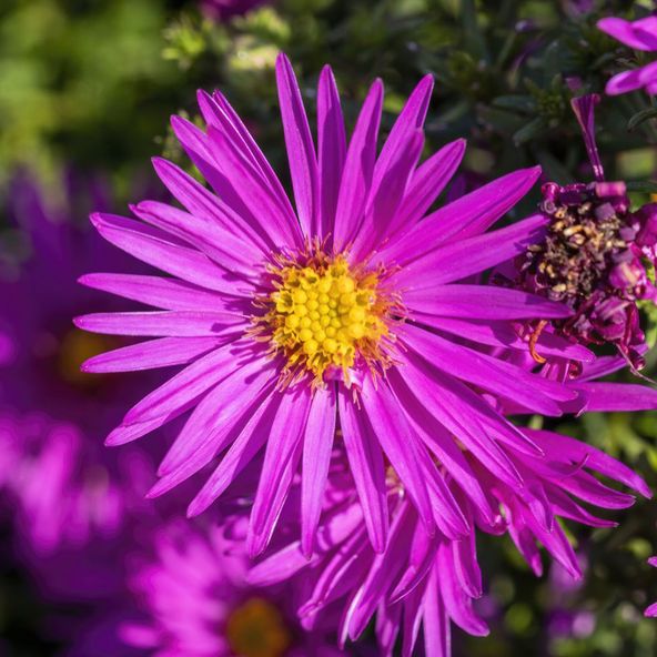 Aster novi-belgii Winston Churchill