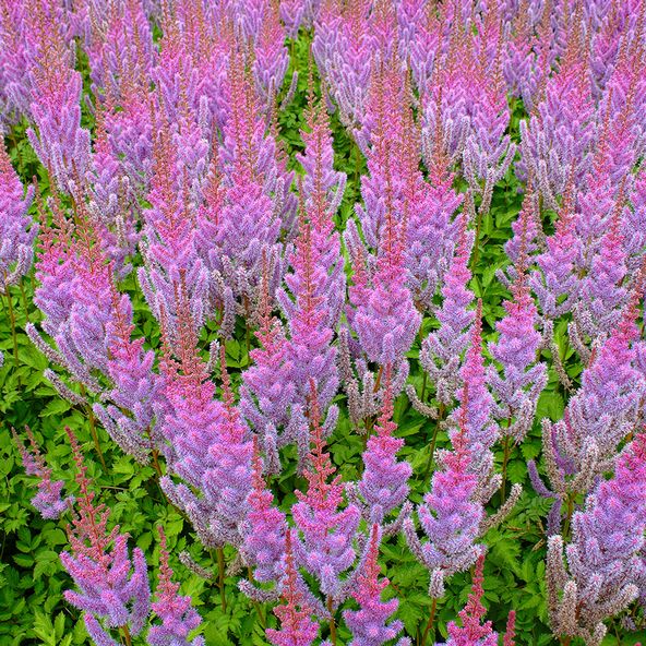 Astilbe chinensis taquetti