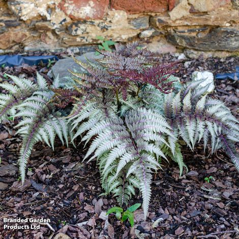 Athyrium niponicum Pictum