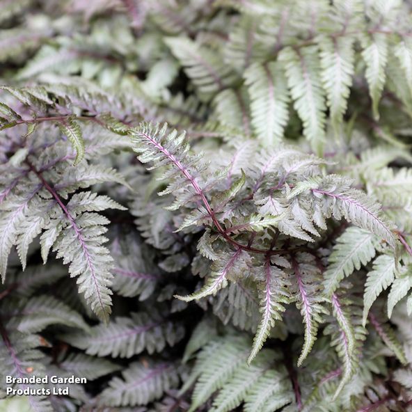 Athyrium niponicum Pictum 'Red Beauty'
