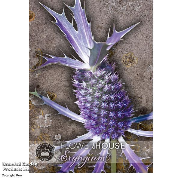 Eryngium leavenworthii - Kew Flowerhouse Collection Seeds