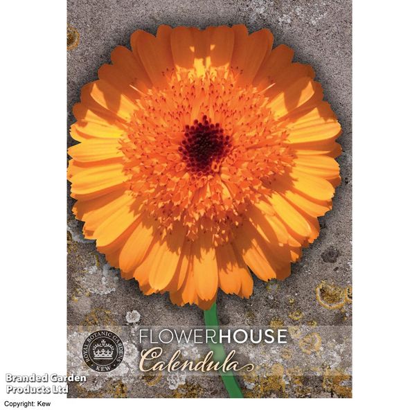 Calendula Crown Orange - Kew Flowerhouse Collection Seeds