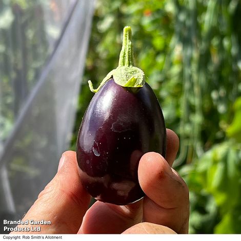 Aubergine Baby Black Jack F1 - Seeds