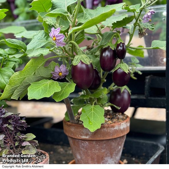 Aubergine 'Baby Black Jack'