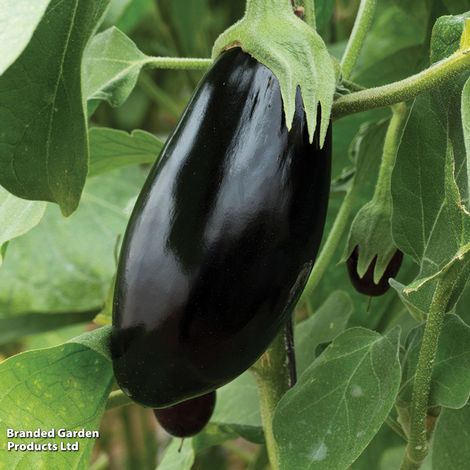 Aubergine Black Beauty - Veg Saver Seeds