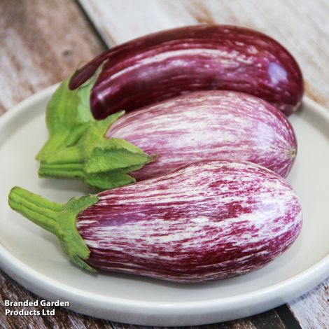 Aubergine Graffiti F1 - Seeds