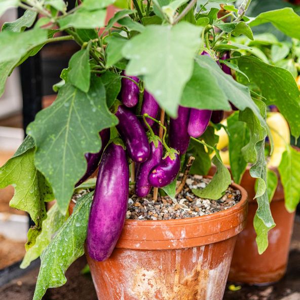 Aubergine Lilac Wand - Seeds