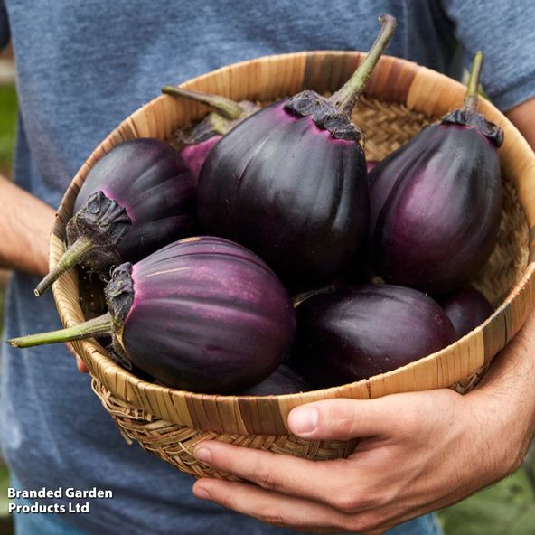 Aubergine Meatball (Grafted)