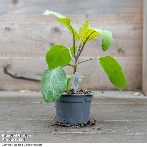 Aubergine Meatball (Grafted)