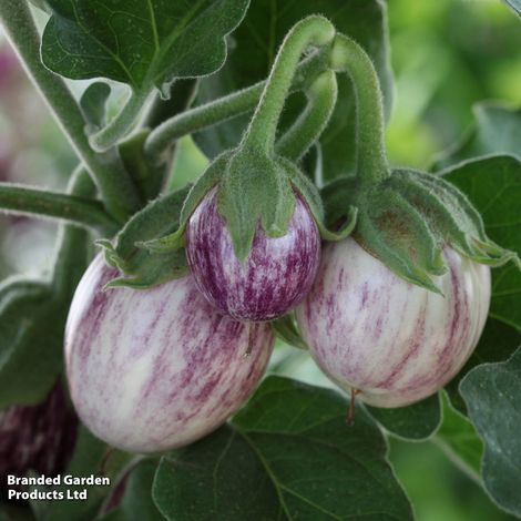 Aubergine Pinstripe F1 - Seeds