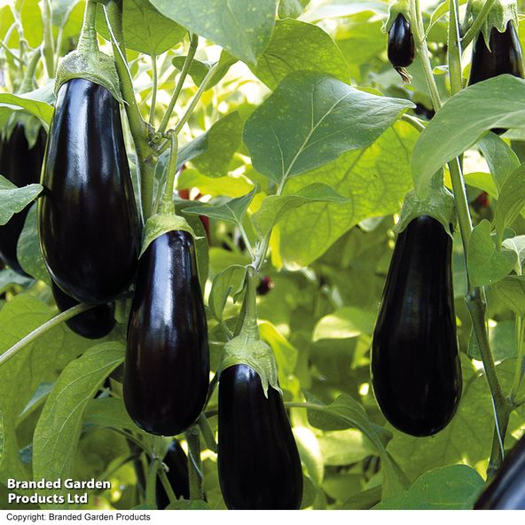 Aubergine 'Scorpio' (Grafted)