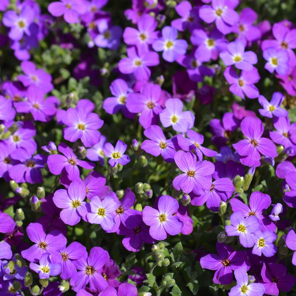 Aubrieta Argenteovariegata