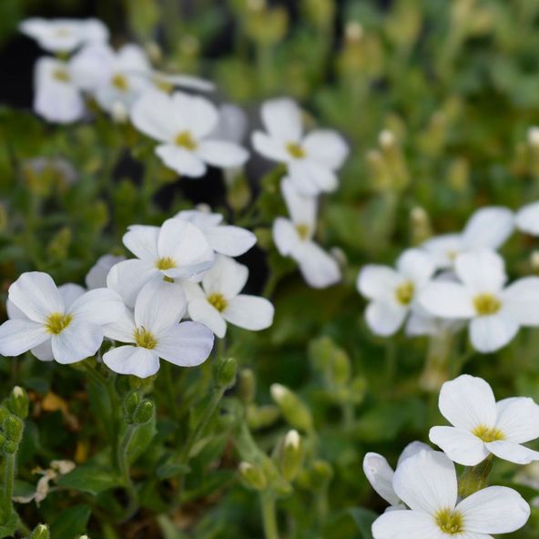 Aubrieta Somerfield Silver