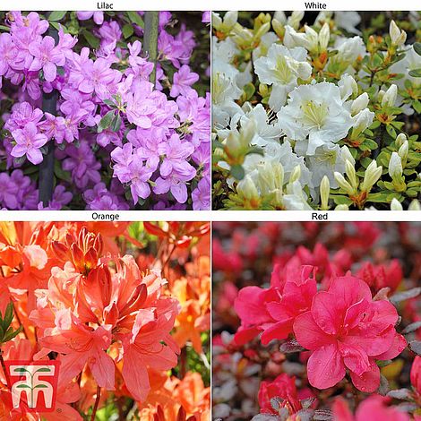 White 1 x Mixed Azalea Collection Orange and Lilac Azalea Potted Plant Collection Hardy Evergreen Outdoor Compact Dwarf Flowering Shrubs Including Red 4 x 9cm Potted Plants by Thompson & Morgan