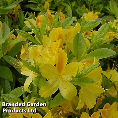 Rhododendron Gold Topas (Azalea Group)