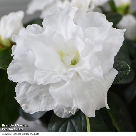 Azalea japonica White