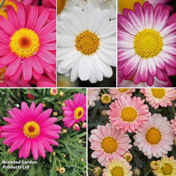 Argyranthemum frutescens Aramis Collection