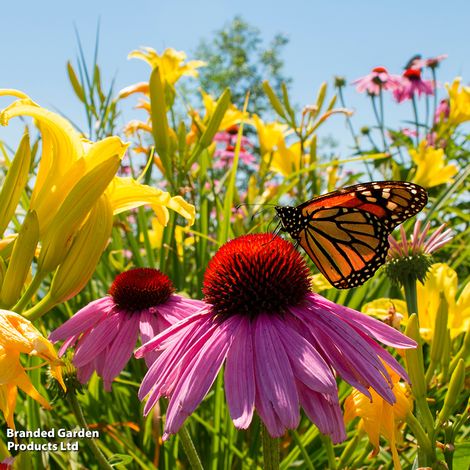 Butterfly Mix - Seeds for Kids